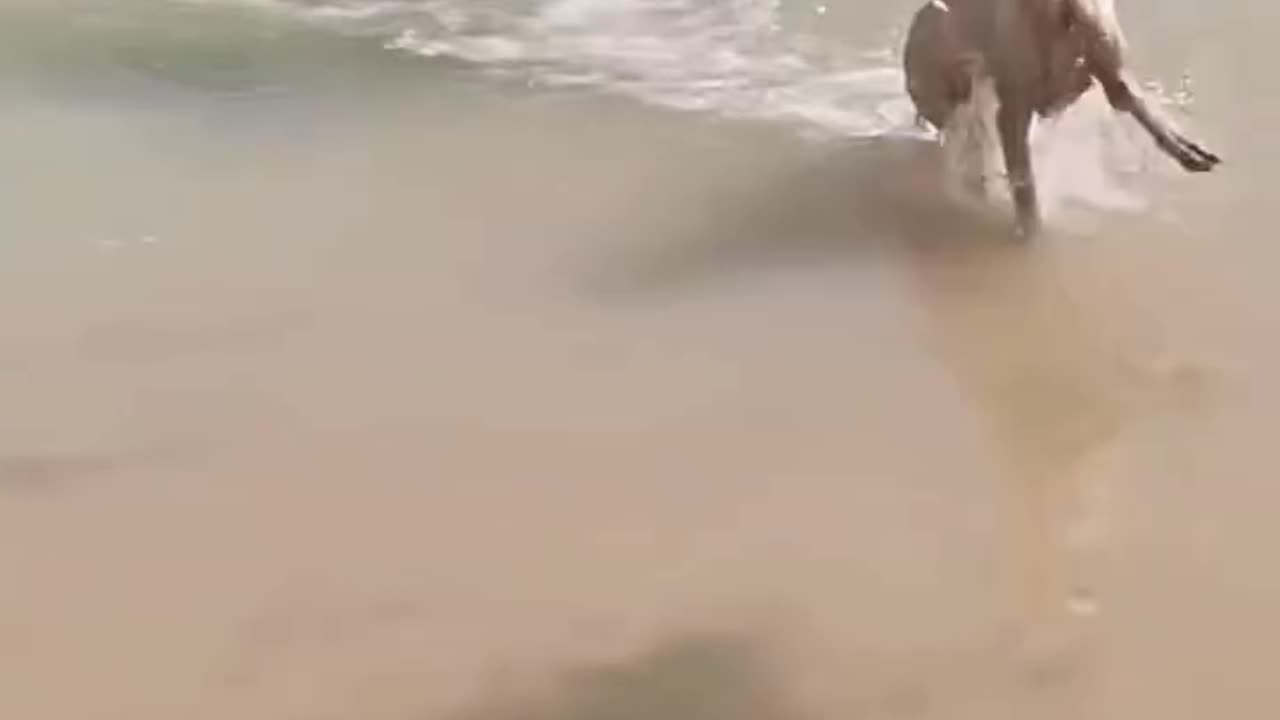 The dog went swimming and ran out
