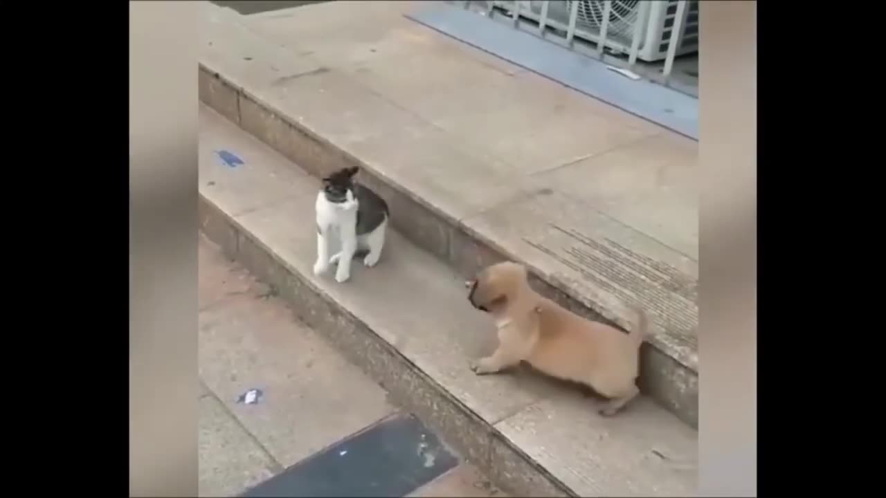 cat vs dog