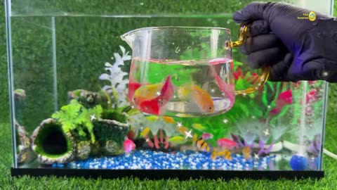 Colorful fish tank, aquarium, crayfish, koi fish, angelfish, betta fish, goldfish