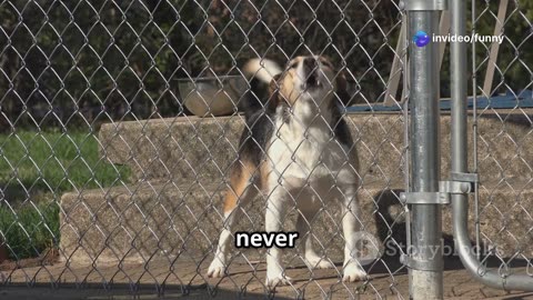 The Talking Dog