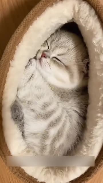 La chaussure comme un lit confortable 😍