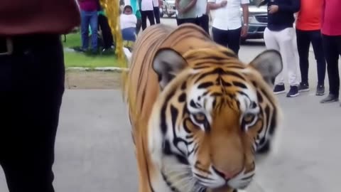 Me and my Royal Bengal Tiger