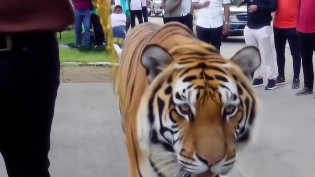 Me and my Royal Bengal Tiger
