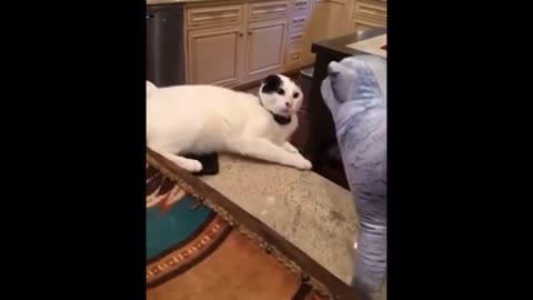 Funny Cat - Try Not To Laugh...