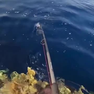 Fight with Huge Fish!