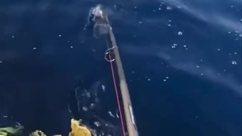 Fight with Huge Fish!