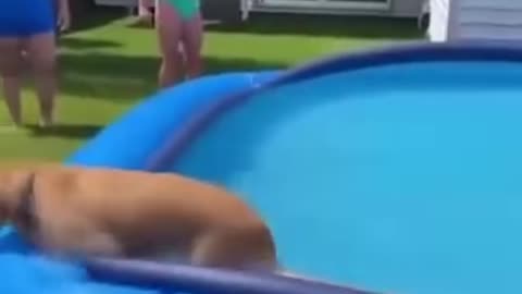 dog jumps from roof into pool she didn't expect that