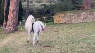 Il nuovo cavallo Proton di Papa Leone XIV si gode la sua nuova dimora a Castel Gandolfo DOCUMENTARIO Castel Gandolfo è una zona extraterritoriale dello Stato idolatra della Città del Vaticano ed è la residenza di Papa Leone XIV