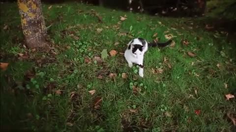 😳👽 Chupacabra in the UK? What Is This Animal? | TheTruthAbove