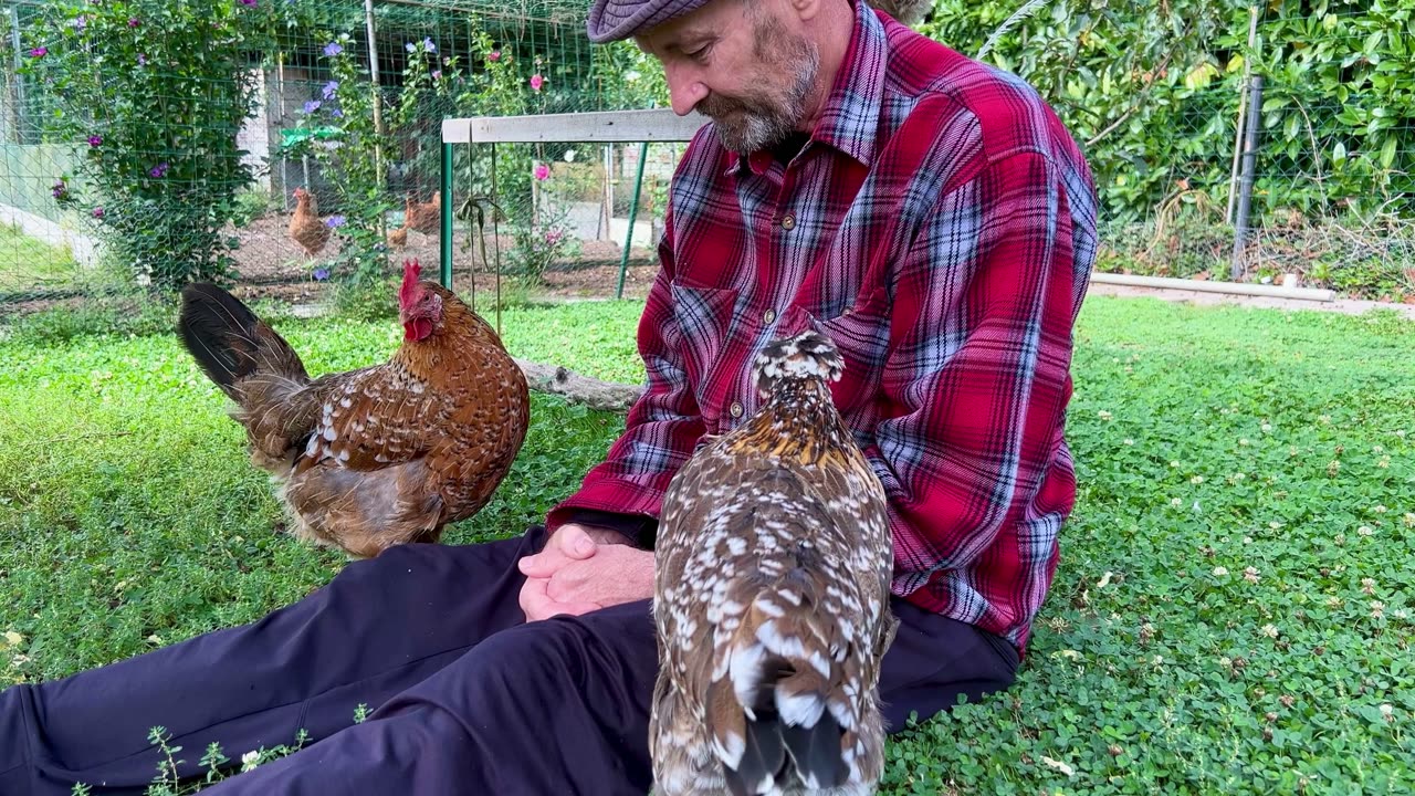 Agriculture animal animal husbandry