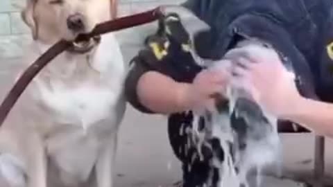 Funny Dog