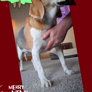 Christmas Pups! ♥️