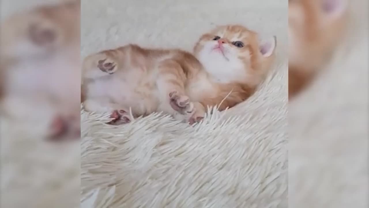 Funny Cute Cat - Try Not To Laugh...