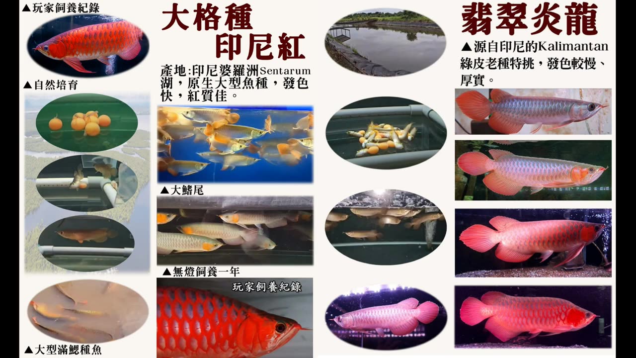 【龍爵士】客戶飼養紀錄