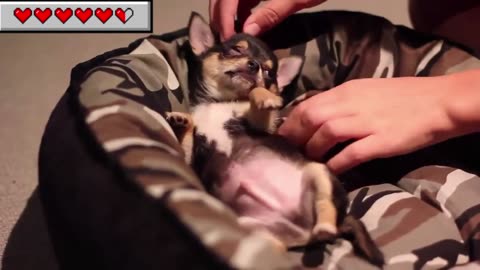 Watch These Happy Pets Demand and Get Their Dream Belly Rubs!
