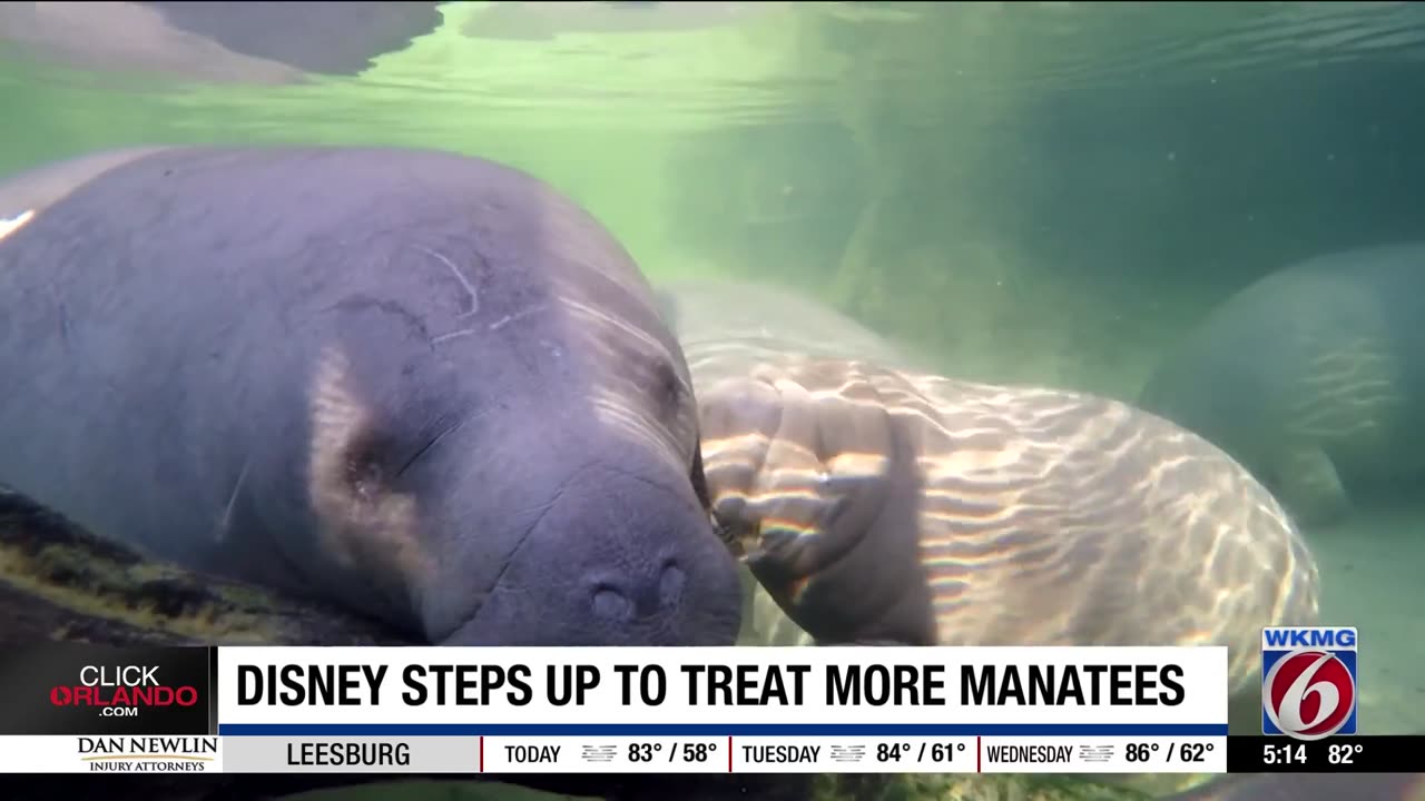 Disney World shifts manatee care to boost marine life recovery