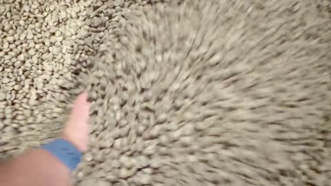 alistando cefe en verde para tostar