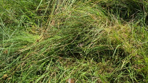 Finding liberty caps September 2022 😍