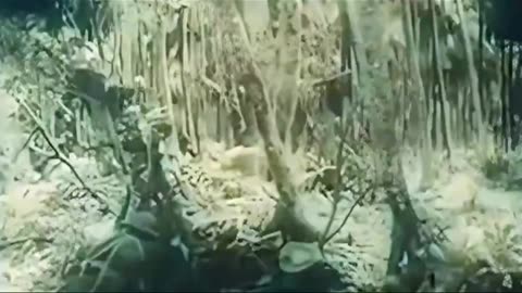 New Guinea Assault 1943
