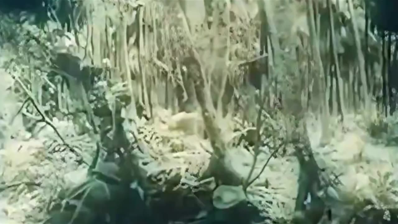 New Guinea Assault 1943