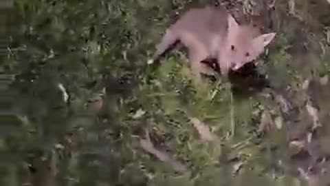 animals