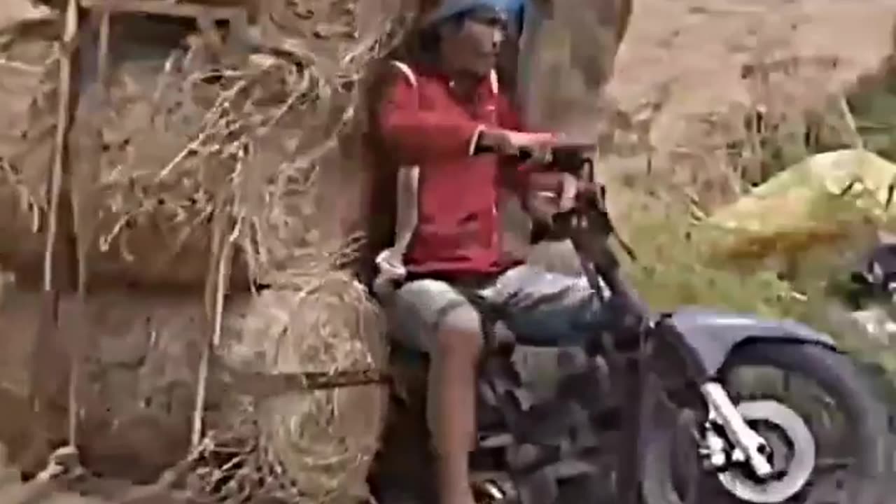 Try Not To Laugh Funny Videos