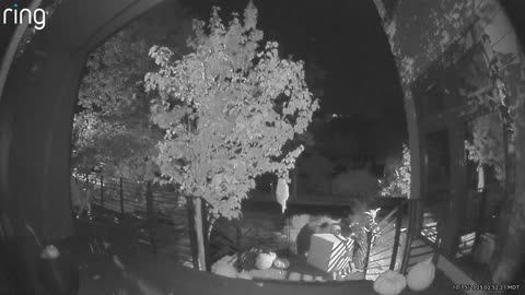 Bear Steals Package