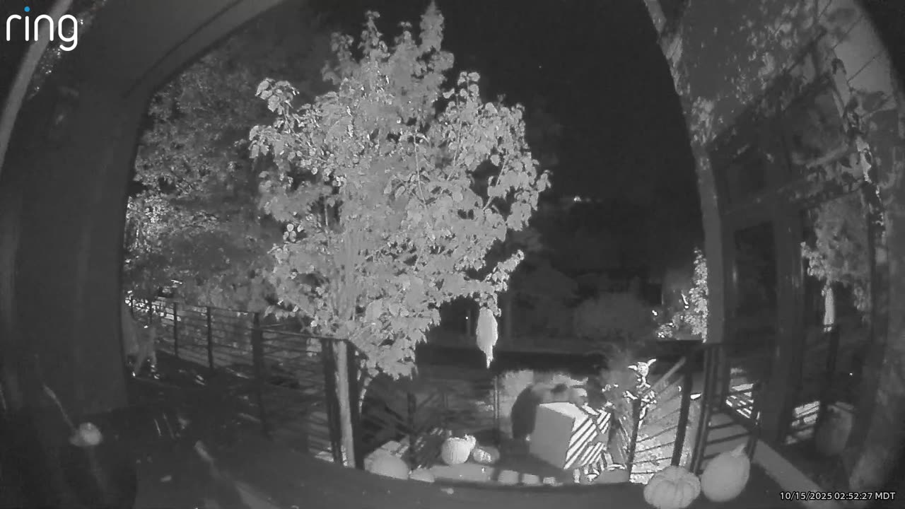 Bear Steals Package