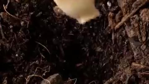 Breaking: Amazing Gardening Hack I Knew 100 Years Ago #gardenhacks #planthack #s