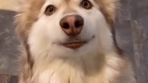 The Dog who has human expression