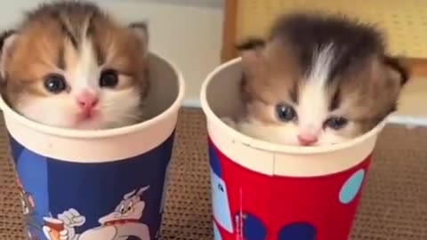 Dog's Comedy Videos 🤣 so cute videos 😍 funny videos in puppies comedy scenes 😂