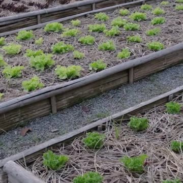 Backyard Garden vs Store Prices #money #gardening