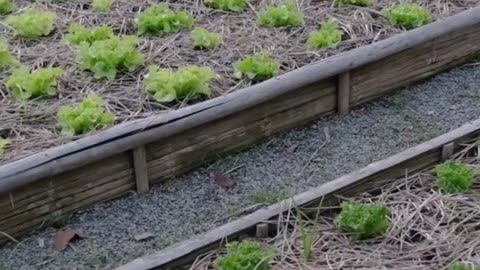 Backyard Garden vs Store Prices #money #gardening