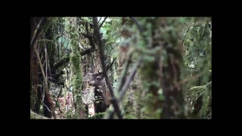 Close stag during roar