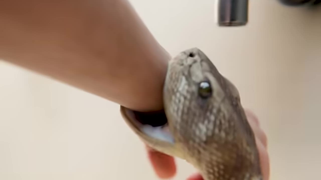 How To Escape A Snake That Won’t Let Go 😨