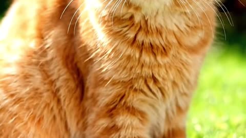 The Sweet Adventure of the Orange Cat in the Fruit Garden #MarmaladeTheCat