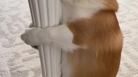 Happy innocence 🐾| funny dog 08