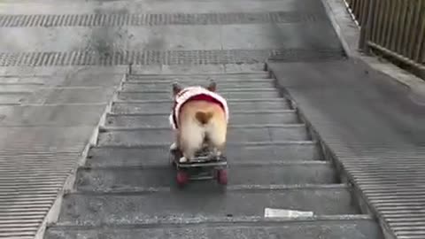 Skateboarding Dog Shows Off Incredible Street Skills