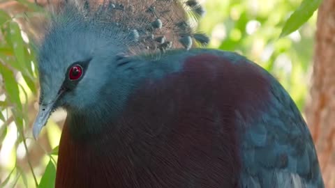 Huge bird feeding