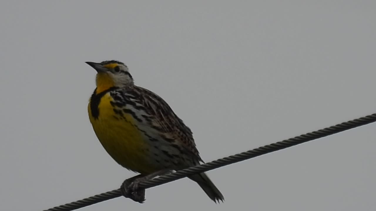 Call of the Eastern Meadowlark