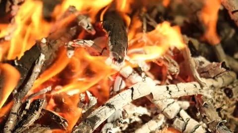 Daily Horoscope | Aries 🌟