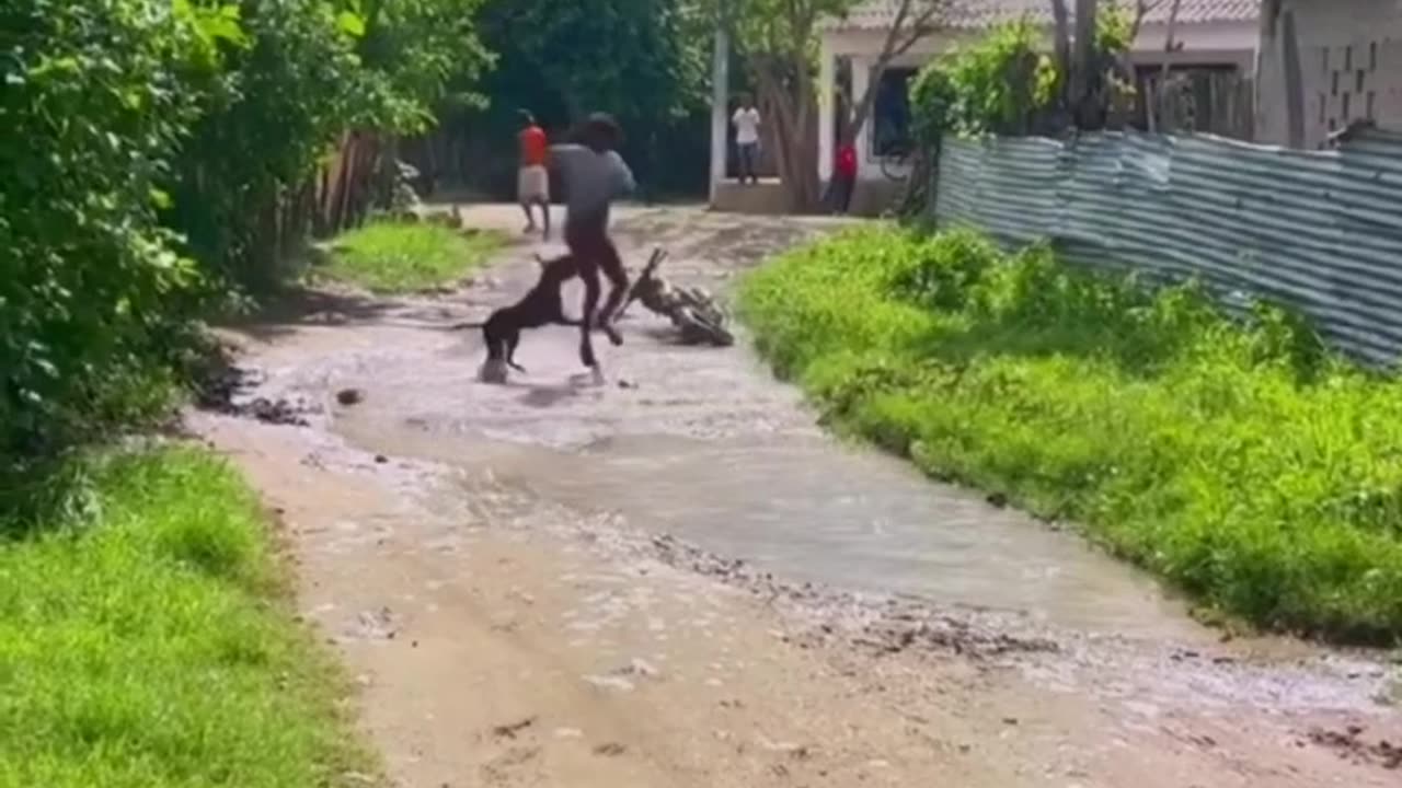 Funny Animal