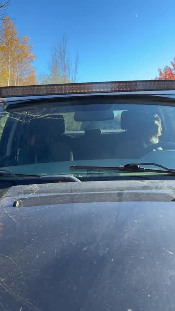 Doggy Driver Pulled Over