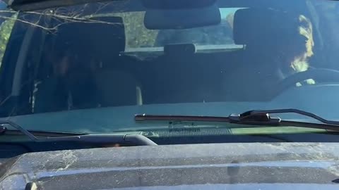 Doggy Driver Pulled Over