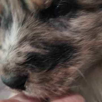 COMING SOON TO FLOCK IT FARM