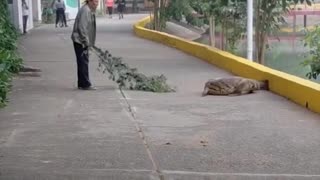 Un hombre ahuyenta a un cocodrilo solo con una rama