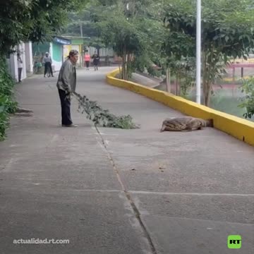 Un hombre ahuyenta a un cocodrilo solo con una rama