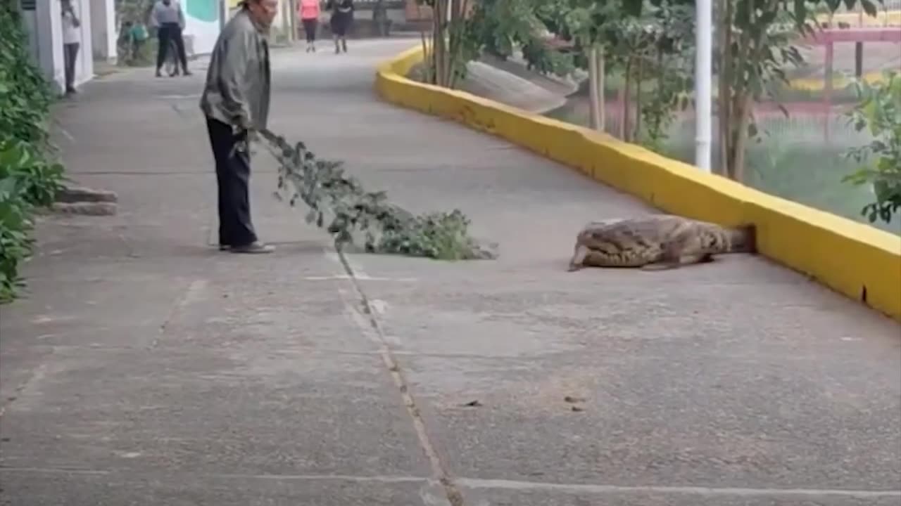 Un hombre ahuyenta a un cocodrilo solo con una rama