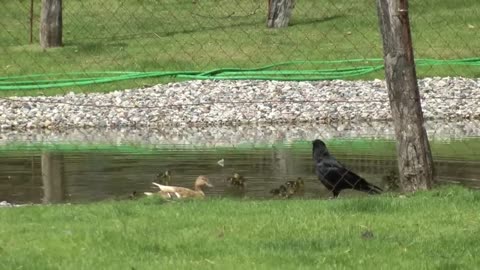 Ente führt ihre Küken aus