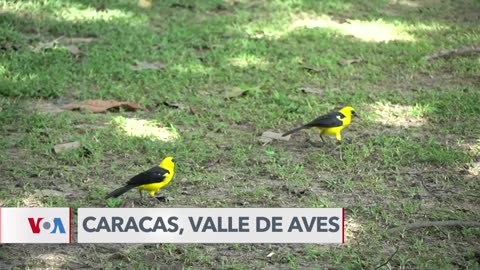 Invasion of Parrots at your balcony!